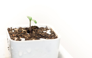 The first day of cannabis seedlings