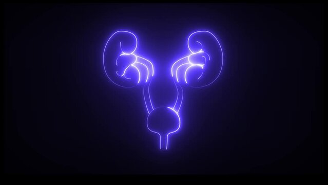 This is a renal system of neon. It produce urine. It excretes metabolic waste products from the body.