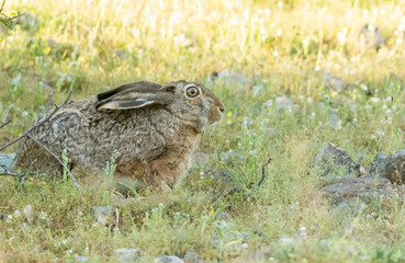 European Hare hiding in grass