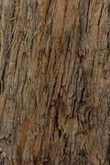 bark of a tree close up
