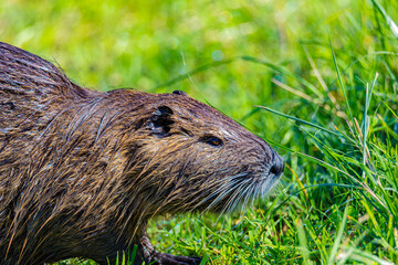 Portrait of nutria in grass