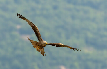 Black Kite in natural habitat