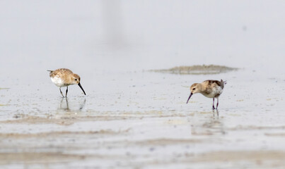 Dunlin (Calidris alpina) in natural habitat