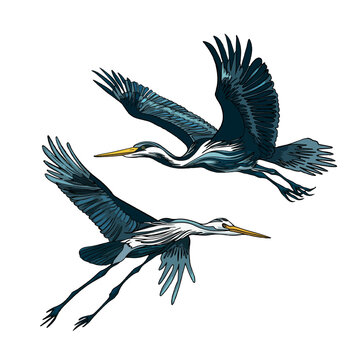 Set of heron birds in different poses for nature design. Flying and standing herons. Gray heron (Ardea cinerea), realistic drawing, illustration isolated image on white background