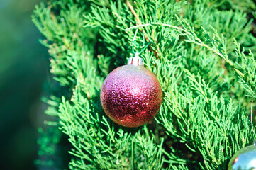 Christmas day or christmas decoration , christmas ball on pine tree