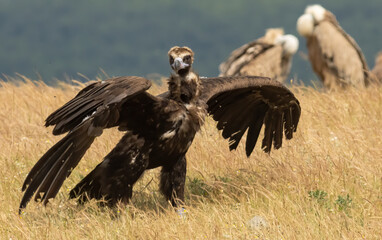 Cinereous vulture sitting on feeding station