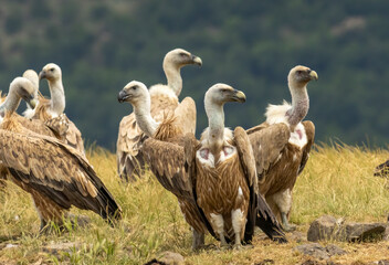 Griffon Vulture (Gyps fulvus) on feeding station