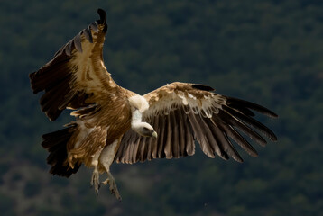 Griffon Vulture (Gyps fulvus) on feeding station