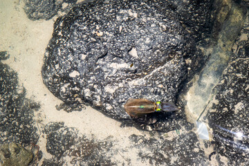 Obraz premium Calmar