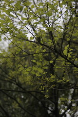 Green environment, shot in a park