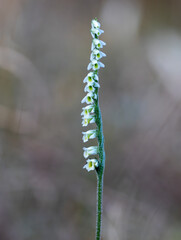 Orchid of Autumn Lady's-tresses macro photography