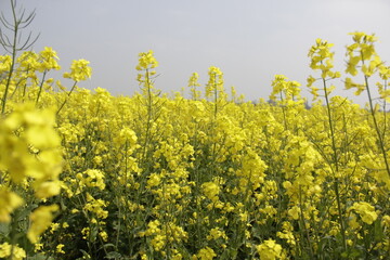 rapeseed field in spring