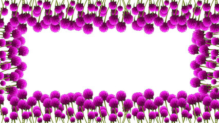 frame made of Globe Amaranth flowers , isolated on transparent background