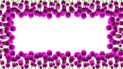 frame made of Globe Amaranth flowers , isolated on transparent background