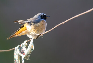 Common redstart sitting on fence