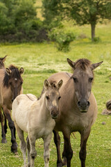 Obraz na płótnie Canvas Semi wild horses (Tarpans) reintroduced in Bulgaria