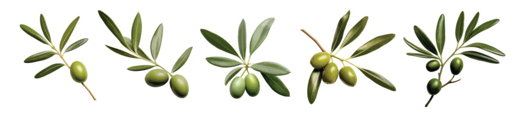 Olive leaves vector set isolated on white background - obrazy, fototapety, plakaty