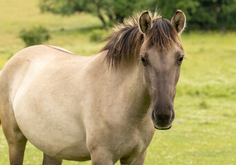 Obraz na płótnie Canvas Semi wild horses (Tarpans) reintroduced in Bulgaria