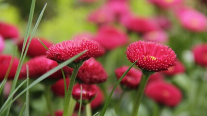 Beautiful flower bellis red in the garden © UttamKumar