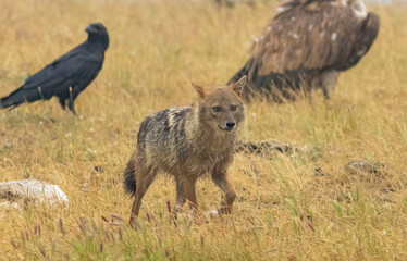 Golden Jackal in a natural habitat