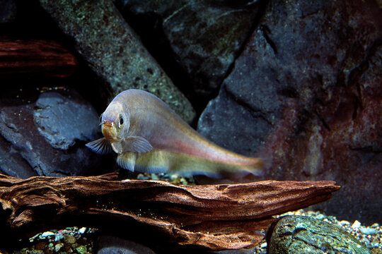 ナイフフィッシュ　アフリカンナイフフィッシュ