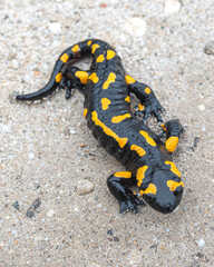 Fire salamander - Salamandra salamandra on the sand in the Pirin mountains of Bulgaria