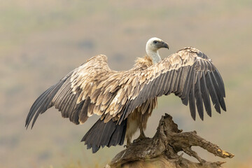 Griffon Vulture (Gyps fulvus) on feeding station