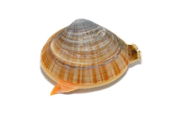 アオヤギ　バカガイ　白バック