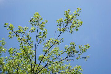 新緑・空