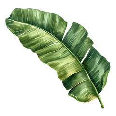Tropical Elegance Watercolor Banana Leaf Background Free
