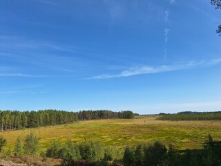landscape with trees and sky