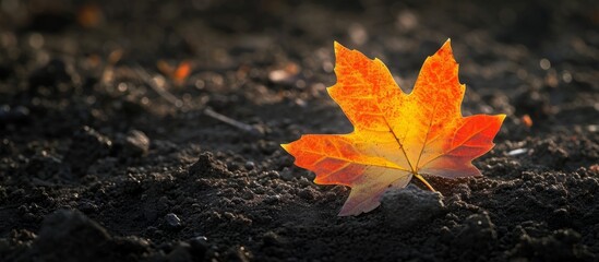 A solitary maple acer leaf, orange and yellow, on dirt background.