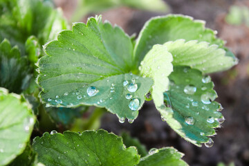 Close-up of strawberry leaves after rain. Dew drops on strawberry leaves. Background with beautiful foliage. Concept of organic food growing. Eco farm. Organic products