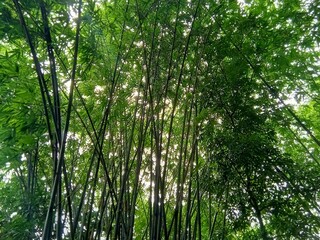 Fototapeta premium photo of a group of bamboo trees