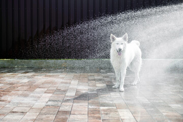 White Swiss Shepherd catches a stream from a hose on a hot summer day. A big white wet dog plays with a stream of water. Rescue from the heat. Pet entertainment. Pets concept