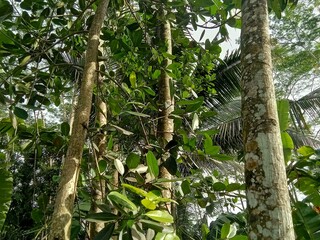 shady trees in the forest.