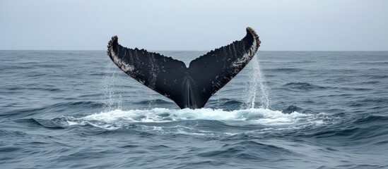 Fototapeta premium Atlantic Humpback whales in New England and Newfoundland raise their flukes from the ocean.
