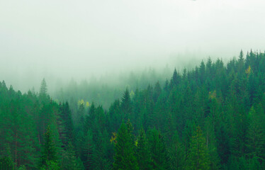 forest of green firs on a background of fog