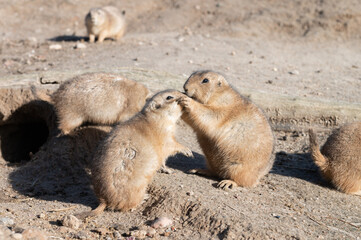 Prairie Dogs Kissing by Burrow