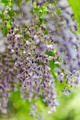 藤の花
