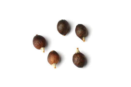 Seed of Washingtonia robusta Mexican Fan Palm on white background, top view