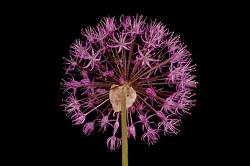 False Rosenbach Onion (Allium rosenorum). Inflorescence Closeup - obrazy, fototapety, plakaty