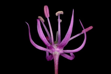 Naklejka premium False Rosenbach Onion (Allium rosenorum). Flower Closeup