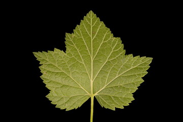 Black Currant (Ribes nigrum). Leaf Closeup