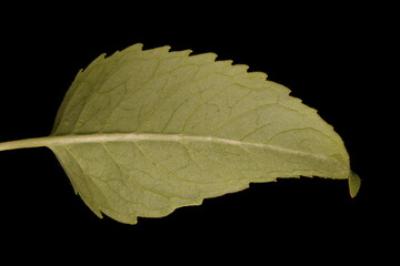 Wild Bergamot (Monarda fistulosa). Leaf Closeup