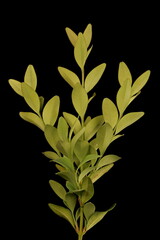 Fototapeta na wymiar Common Box (Buxus sempervirens). Vegetative Shoot Closeup
