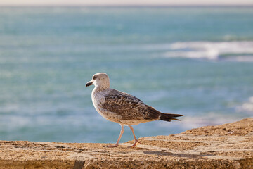 A seagull sits walking on a stone against the backdrop of the sea