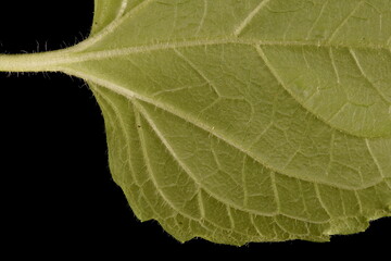 Bluemink (Ageratum houstonianum). Leaf Detail Closeup