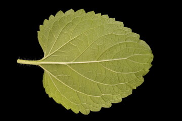 Bluemink (Ageratum houstonianum). Leaf Closeup