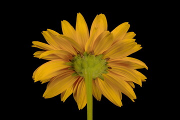 Oxeye (Heliopsis helianthoides). Flowering Capitulum Closeup